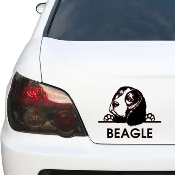 avto nalepka beagle z napisom