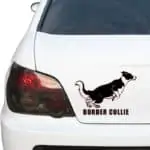 avto nalepka border collie z napisom