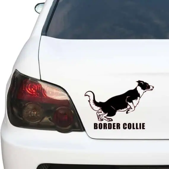 avto nalepka border collie z napisom