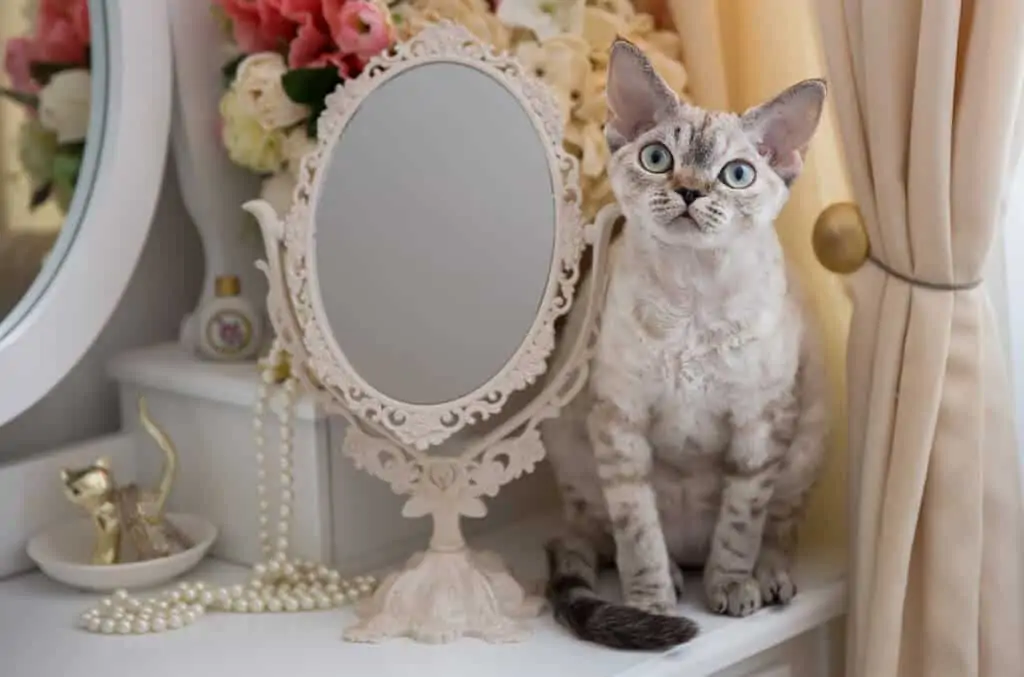 mačka pasme Devon rex