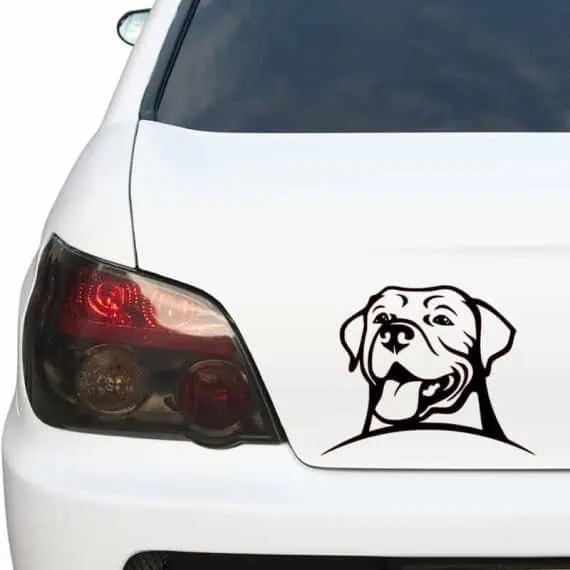 nalepka labradorec z napison na avtu črne barve