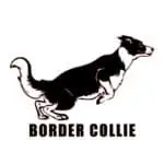 nalepka za avto border collie z napisom