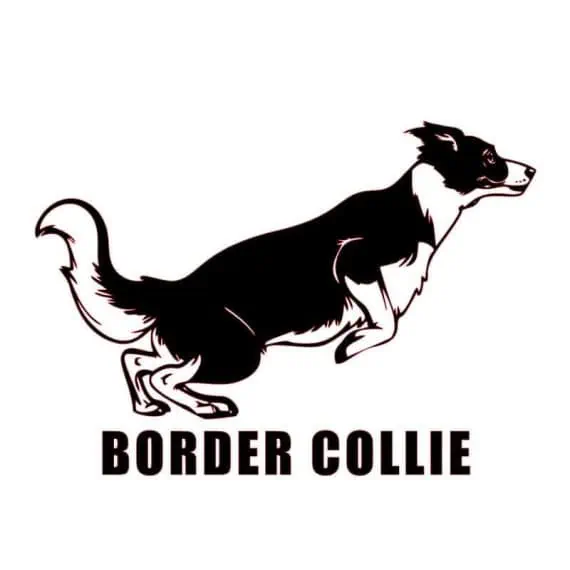 nalepka za avto border collie z napisom