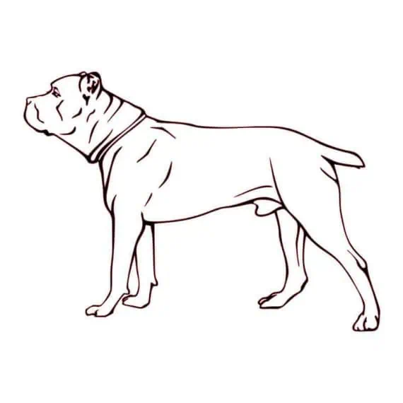 pes cane corso nalepka