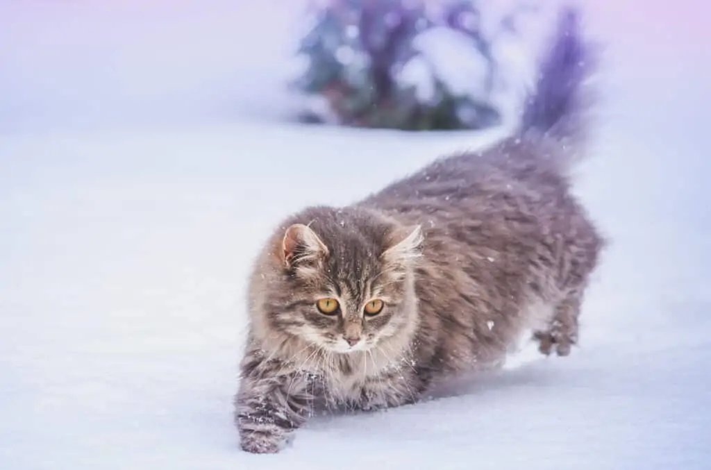 sibirska mačka v snegu