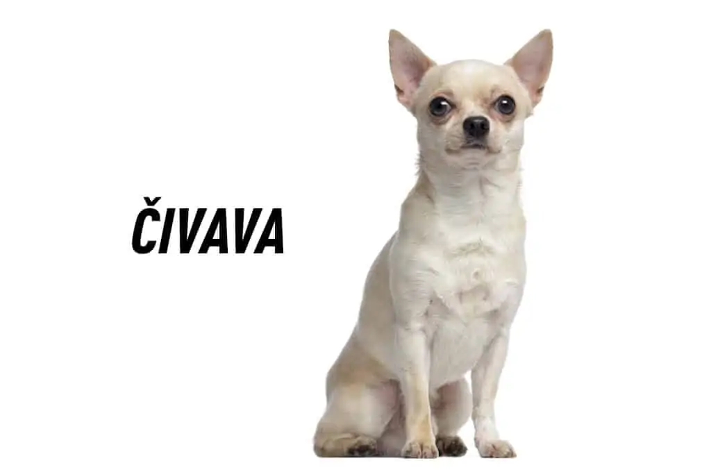 čivava
