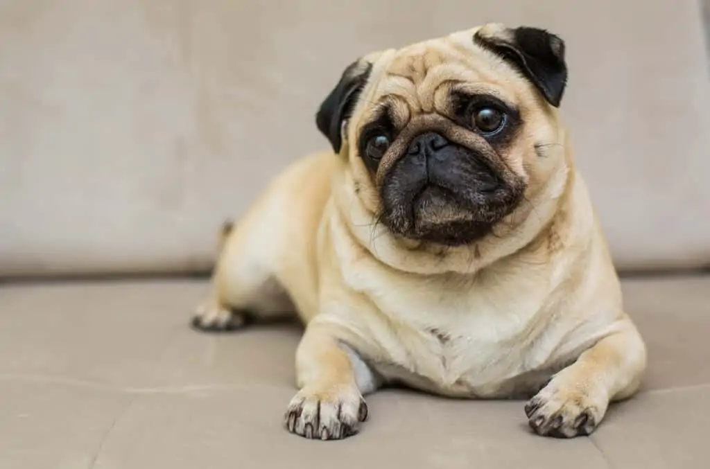 Mops in vse kar morate vedeti o pasmi 3 mops temperament