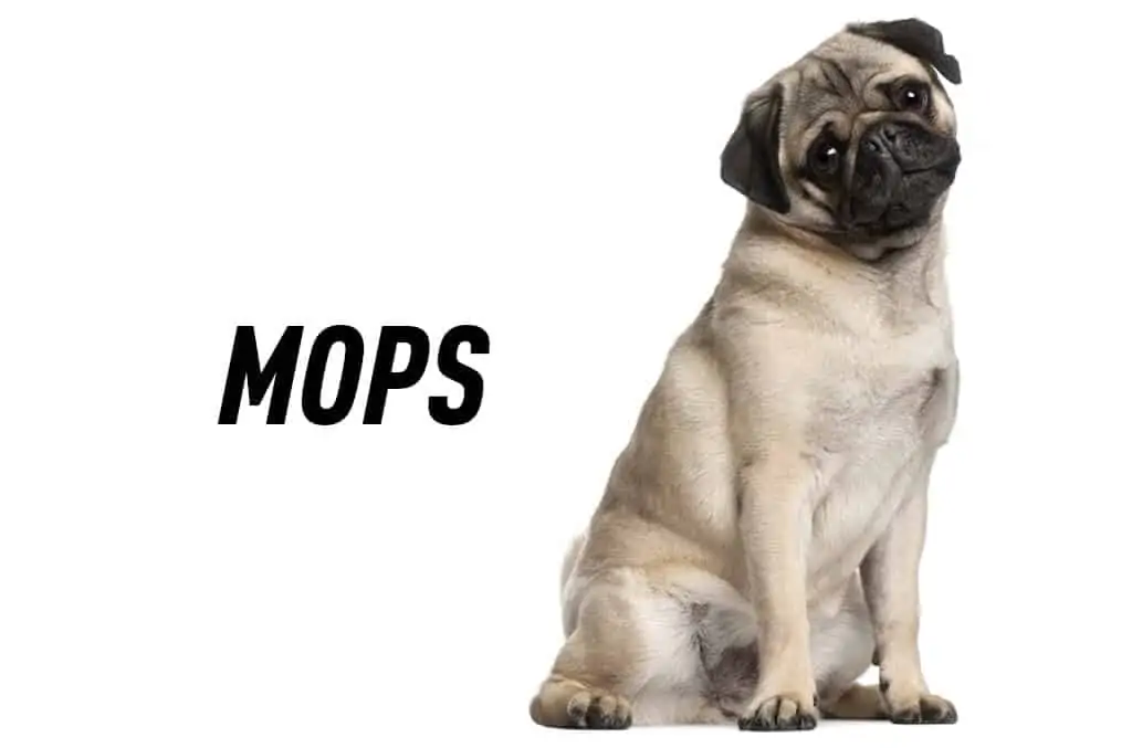 Mops in vse kar morate vedeti o pasmi 2 mops