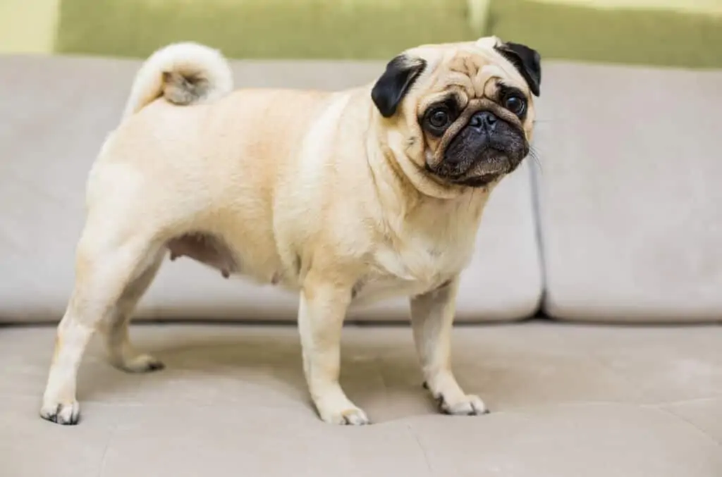Mops in vse kar morate vedeti o pasmi 2 pasma mops